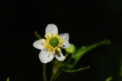 Ranunculus apiifolius
