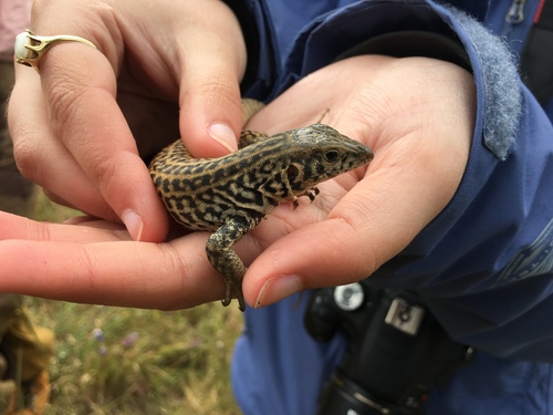 iNaturalist observation photo of Western Whiptail