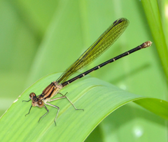 Argia sedula