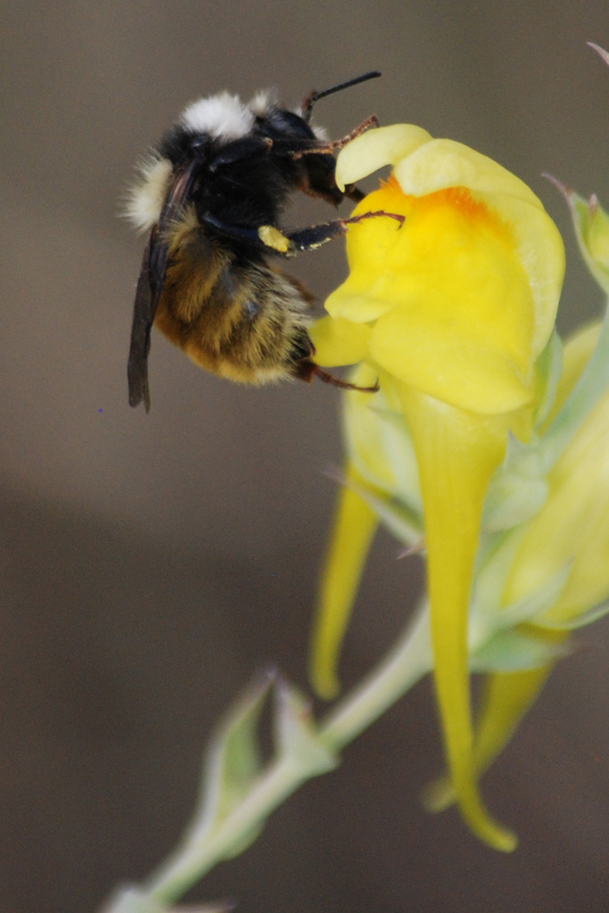 White-shouldered Bumble Bee (Mount Rainier National Park Pollinator ...