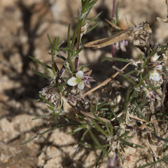 Laxmannia orientalis