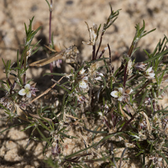 Laxmannia orientalis