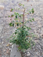 Fraxinus sogdiana