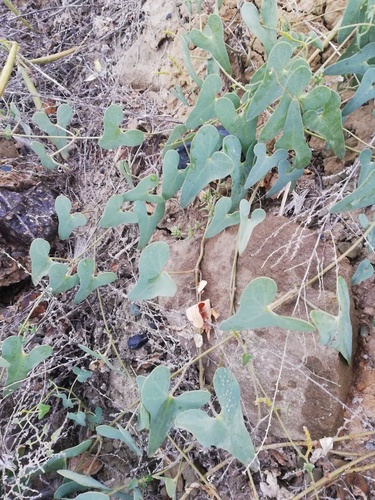 Cynanchum sibiricum
