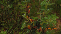 Chamaecytisus hirsutus