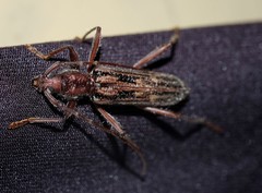 Aesiotyche favosa
