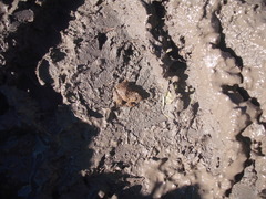 Pseudopaludicola falcipes