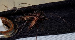 Aesiotyche favosa