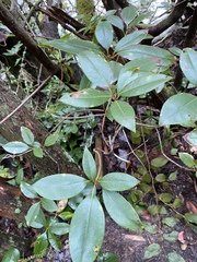 Rhododendron minus minus