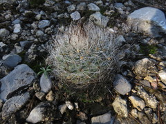 Rapicactus beguinii