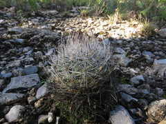 Rapicactus beguinii