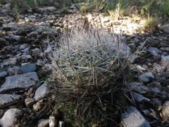 Rapicactus beguinii