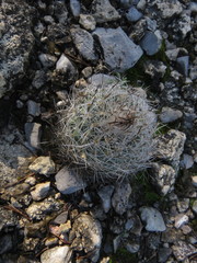 Rapicactus beguinii