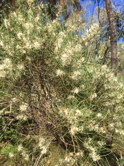 Hakea rostrata