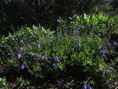 Salvia coahuilensis