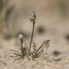 Wiry Centrolepis (Centrolepis strigosa)