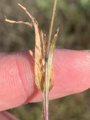 Dichanthelium lanuginosum