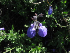 Salvia coahuilensis