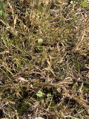 Dichanthelium lanuginosum