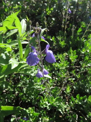 Salvia coahuilensis