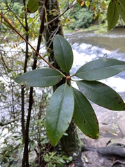 Rhododendron minus minus