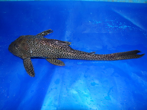 Zucchini catfish (Isorineloricaria spinosissima) — Loricariidae — 2
