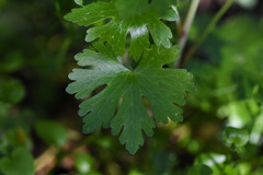Ranunculus apiifolius