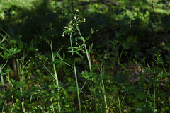 Ranunculus apiifolius