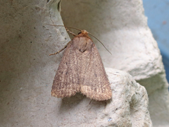Amphipyra glabella