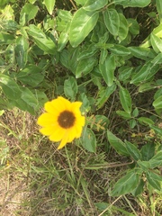 Helianthus silphioides