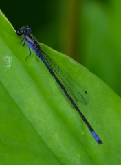 Enallagma cardenium