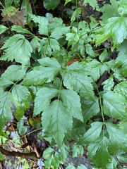 Xanthorhiza simplicissima