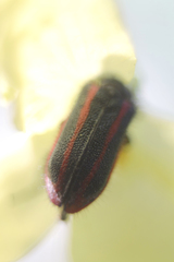 Astylus quadrilineatus