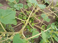 Proboscidea louisianica