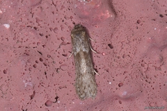 Blastobasis adustella