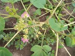 Proboscidea louisianica