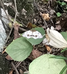 Abraxas amicula-illuminata