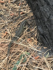 Elgaria coerulea palmeri