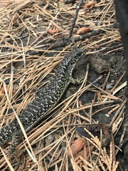 Elgaria coerulea palmeri