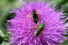 Agapostemon virescens