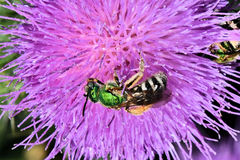 Agapostemon virescens