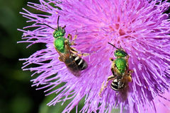 Agapostemon virescens