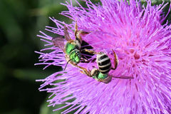 Agapostemon virescens