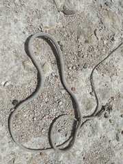 Oxybelis potosiensis