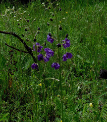 Verbascum phoeniceum