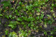 Ranunculus bonariensis