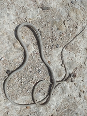 Oxybelis potosiensis