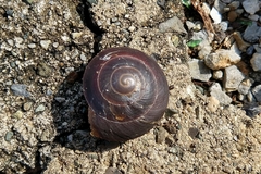 Caracolus