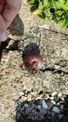 Caracolus