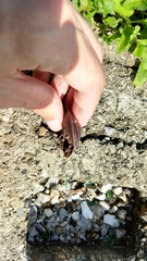 Caracolus